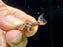 * Pleco *  Pseudacanthicus pirarara (L25) baby 3-4cm