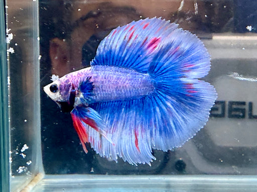 * Betta * Junior DTHM Doubletail Halfmoon (Actual Fish) #36