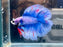 * Betta * Junior DTHM Doubletail Halfmoon (Actual Fish) #36