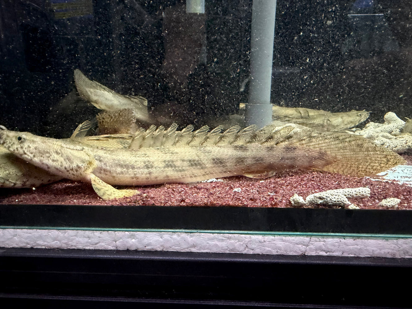 * Polypterus * Polypterus Ansorgii “Guinea” 20-30cm