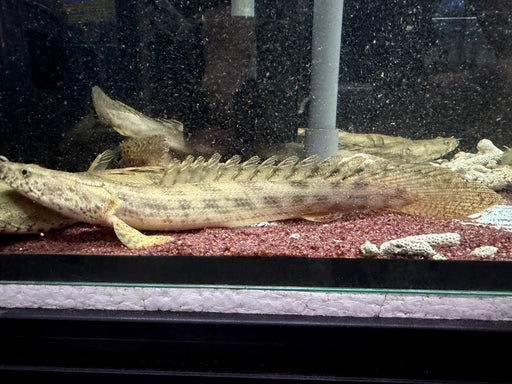 * Polypterus * Polypterus Ansorgii “Guinea” 20-30cm