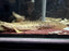 * Polypterus * Polypterus Ansorgii “Guinea” 20-30cm