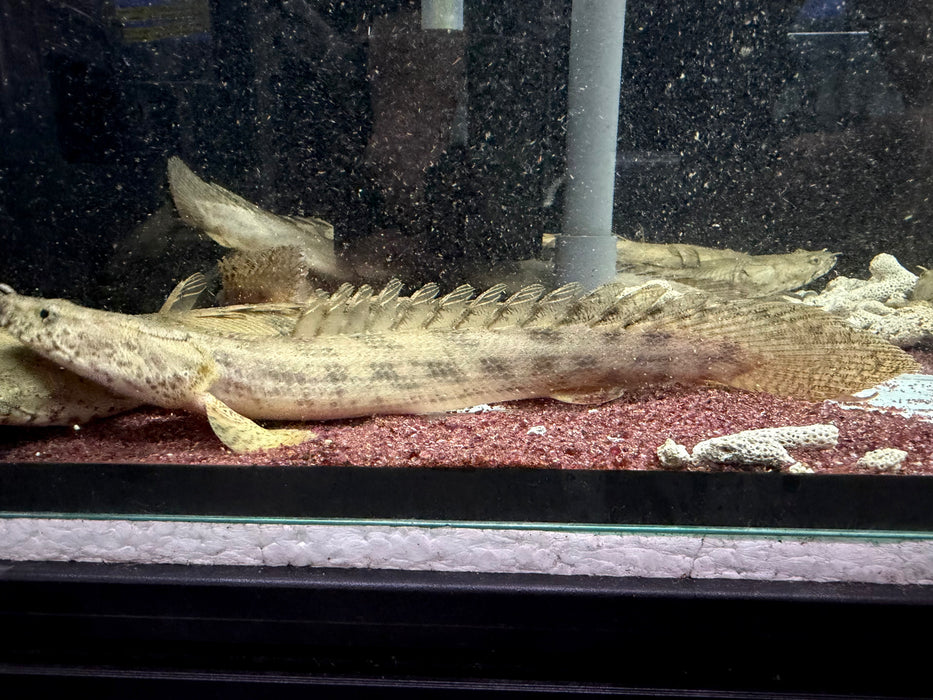 * Polypterus * Polypterus Ansorgii “Guinea” 20-30cm