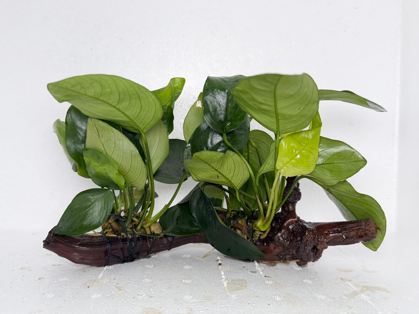 * Plants* Anubias Nana on Spiderwood #90