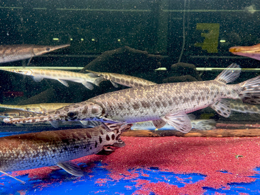 * Other Species *  (TSG) Lepisosteus Oculatus (True Spotted Gar) "Trinity River" 50-58cm