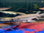 * Other Species *  (TSG) Lepisosteus Oculatus (True Spotted Gar) "Trinity River" 50-58cm
