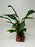 * Plants* Anubias sp. Ducky on Rock #10