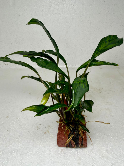* Plants* Anubias sp. Ducky on Rock #10