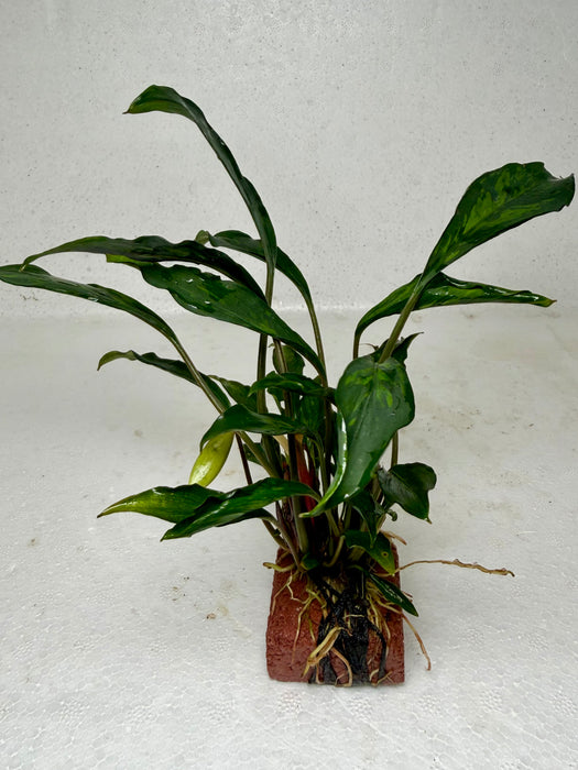 * Plants* Anubias sp. Ducky on Rock #10