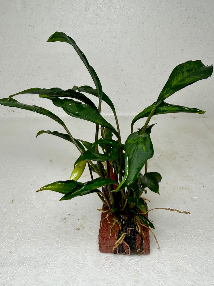 * Plants* Anubias sp. Ducky on Rock #10