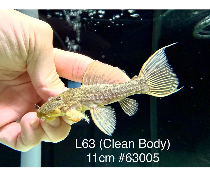 * Pleco * L63 (Clean Body) #63005