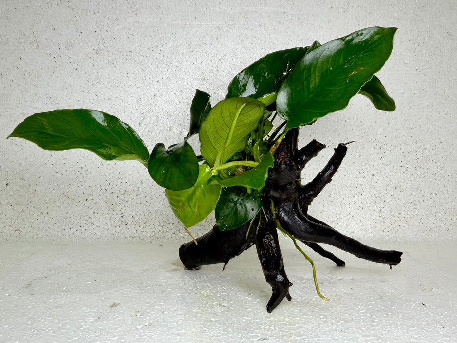 * Plants* Anubias Nana on Spider wood #20