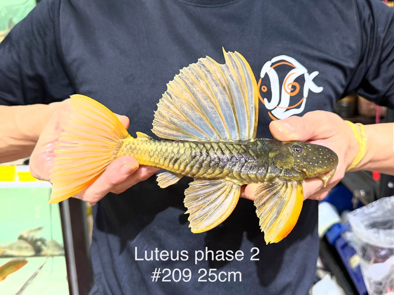 * Pleco *  Hypostomus Luteus phase 2 25cm #P209 (Actual Piece)