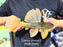 * Pleco *  Hypostomus Luteus phase 2 25cm #P209 (Actual Piece)
