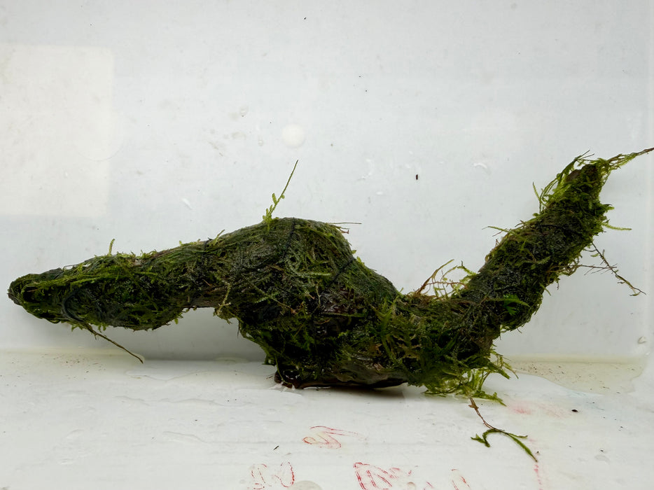 * Plants * Java Moss on Spiderwood #15
