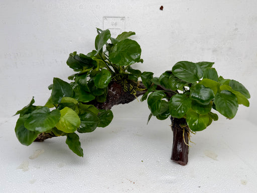* Plants * Anubias Nana on Spiderwood #130