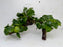 * Plants * Anubias Nana on Spiderwood #130