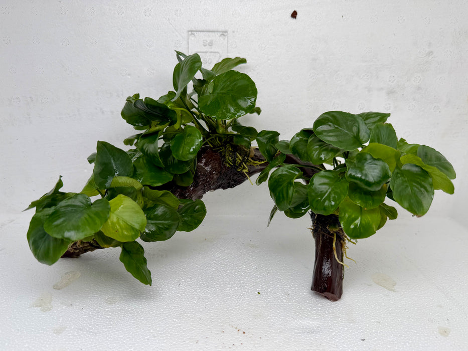 * Plants * Anubias Nana on Spiderwood #130