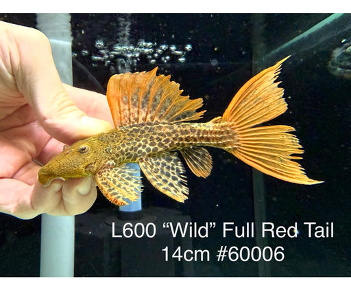 * Pleco * Pseudacanthicus leopardus (L600) “Wild” Full Red Tail! 14cm #60006 (Actual Piece)