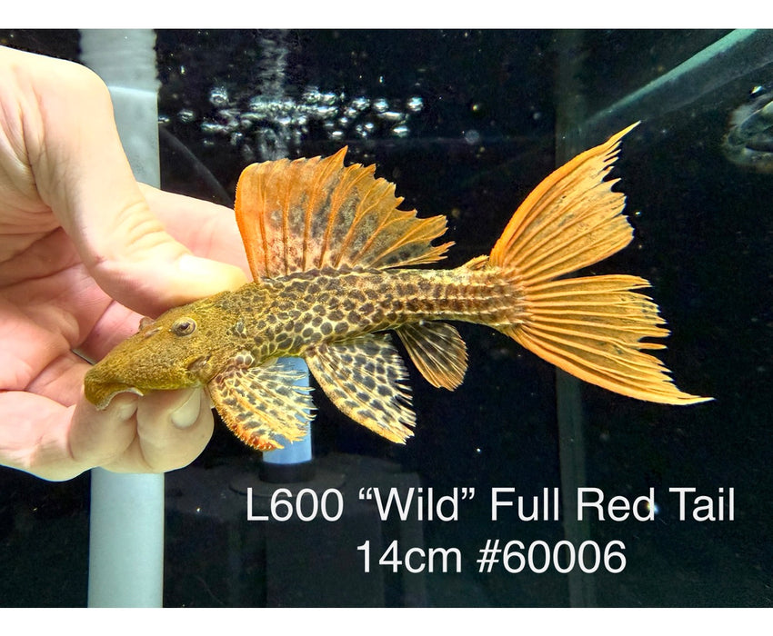 * Pleco * Pseudacanthicus leopardus (L600) “Wild” Full Red Tail! 14cm #60006 (Actual Piece)