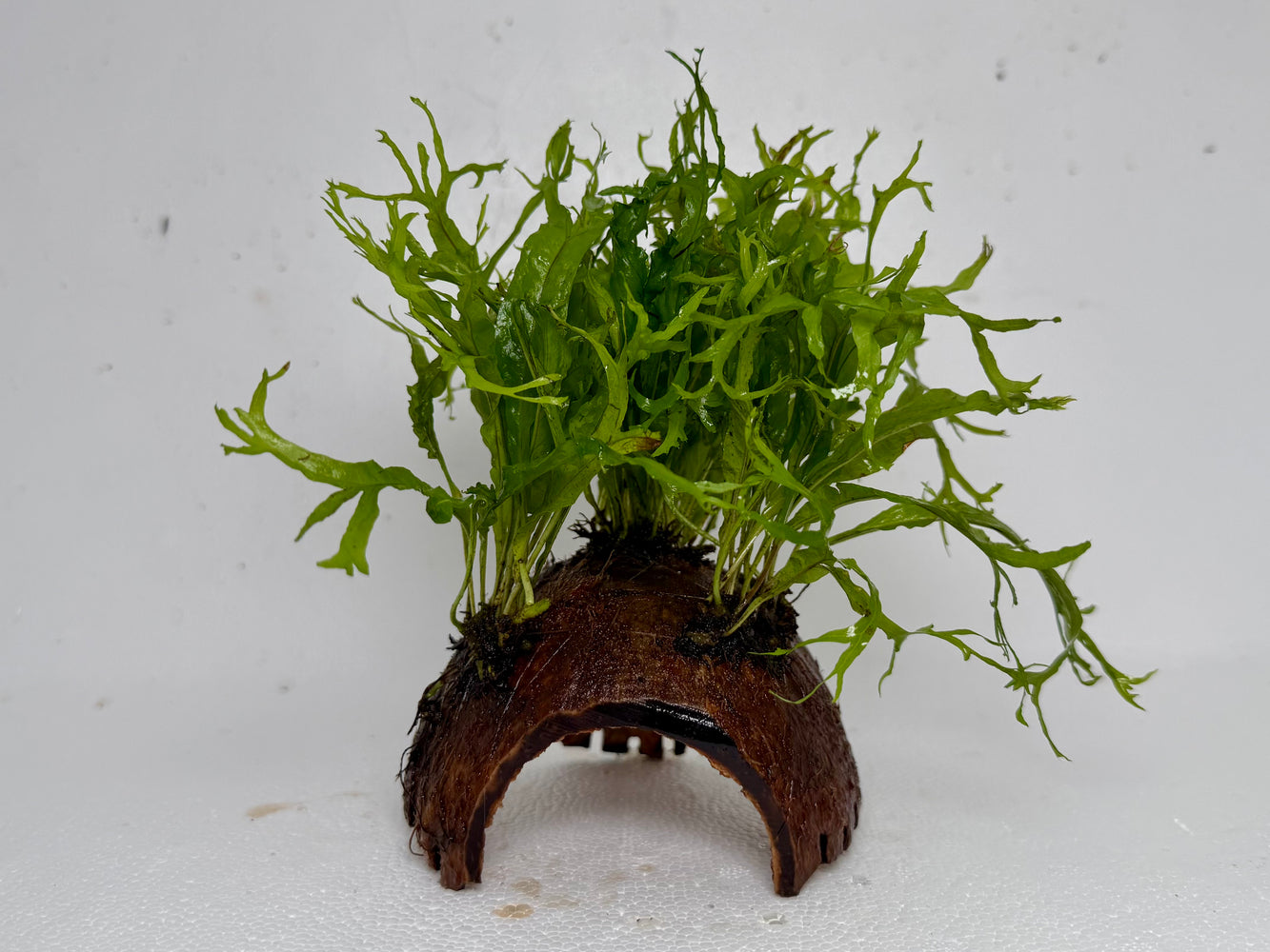 * Plants* Java Fern on Round coconut husk (cave) #JFRC13
