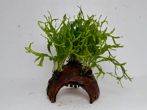 * Plants* Java Fern on Round coconut husk (cave) #JFRC13