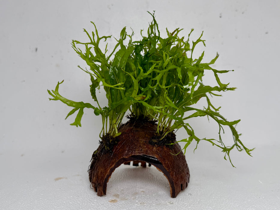 * Plants* Java Fern on Round coconut husk (cave) #JFRC13
