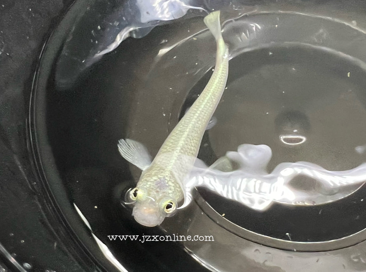 * Other Species *  Anableps anableps "Four-eye fish" 10-12cm