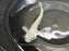* Other Species *  Anableps anableps "Four-eye fish" 10-12cm