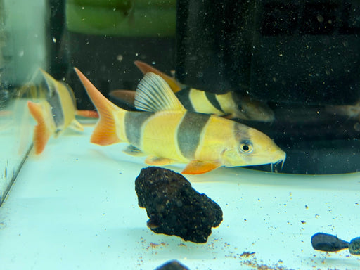* Other Species * Chromobotia macracanthus (Clown Loach) 10cm