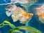 * Livebearers * Sakura Balloon Molly XL