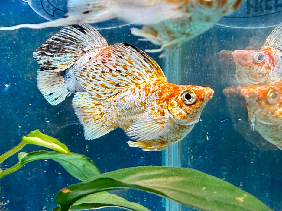 * Livebearers * Sakura Balloon Molly XL