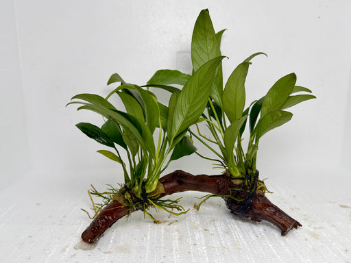 * Plants* Anubias Nana On Spiderwood #40