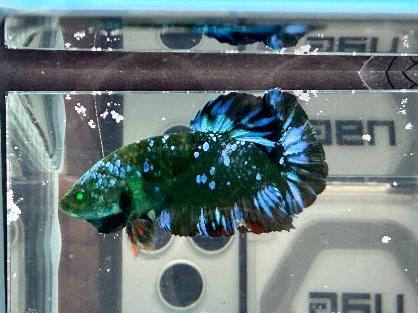 * Betta * HMPK (Actual Fish) #56