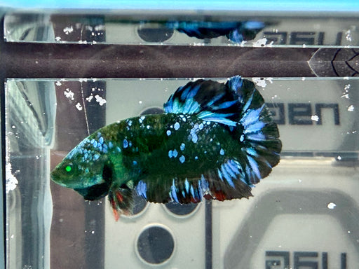 * Betta * HMPK (Actual Fish) #56