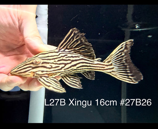 * Pleco *  Panaque armbrusteri (L27B Xingu) 16cm #27b26 (Actual piece)