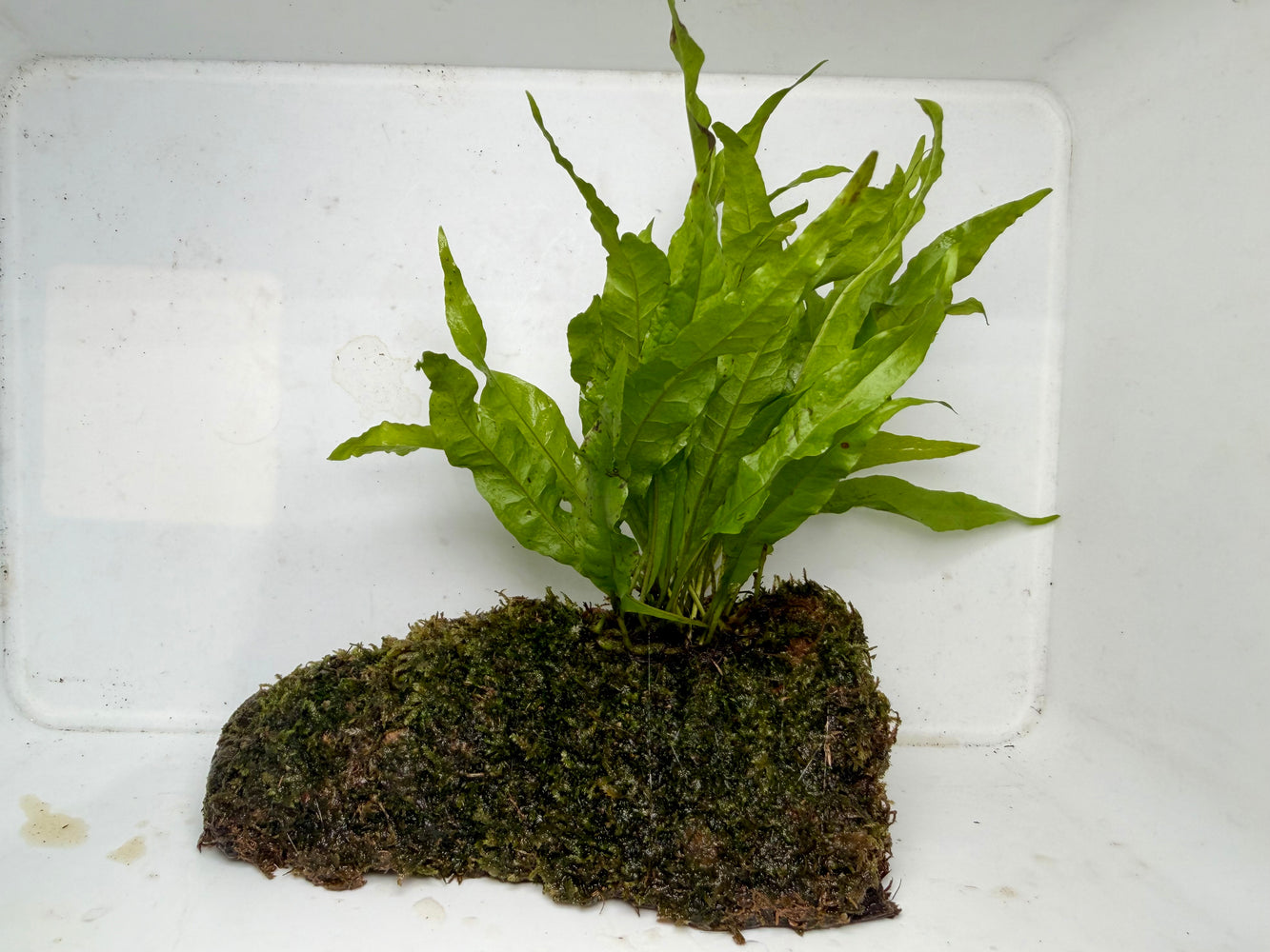 * Plants * Java Fern + Moss on driftwood #JMD01
