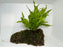 * Plants * Java Fern + Moss on driftwood #JMD01