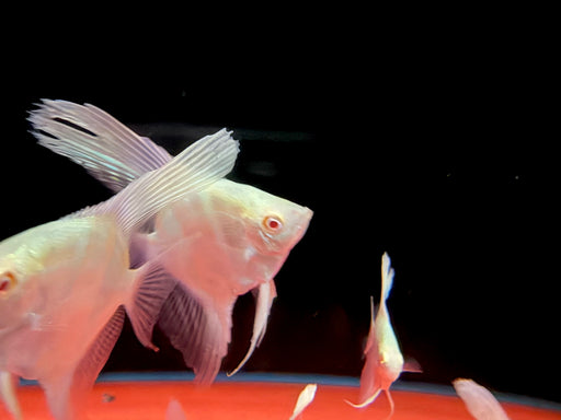 * Discus/Angelfish *  Pterophyllum scalare sp. Peruensis “Albino” (Albino Peruvian angelfish)