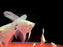 * Discus/Angelfish *  Pterophyllum scalare sp. Peruensis “Albino” (Albino Peruvian angelfish)