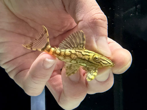 * Pleco *  L191 4-6cm