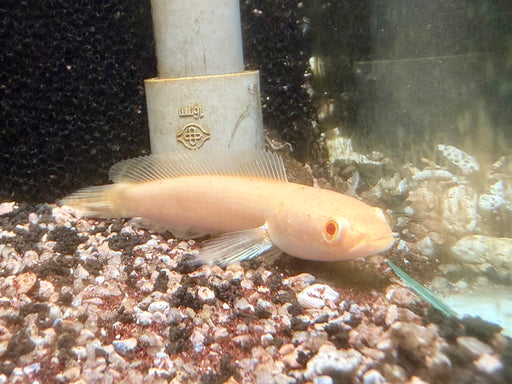 * Other Species * Channa Striata “Albino”