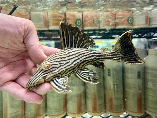 * Pleco *  Panaque nigrolineatus (L190) 19-21cm