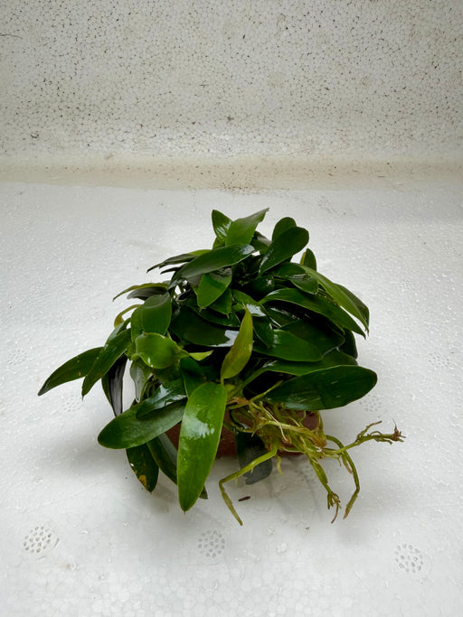 * Plants* Anubias Barteri on rock #ABR