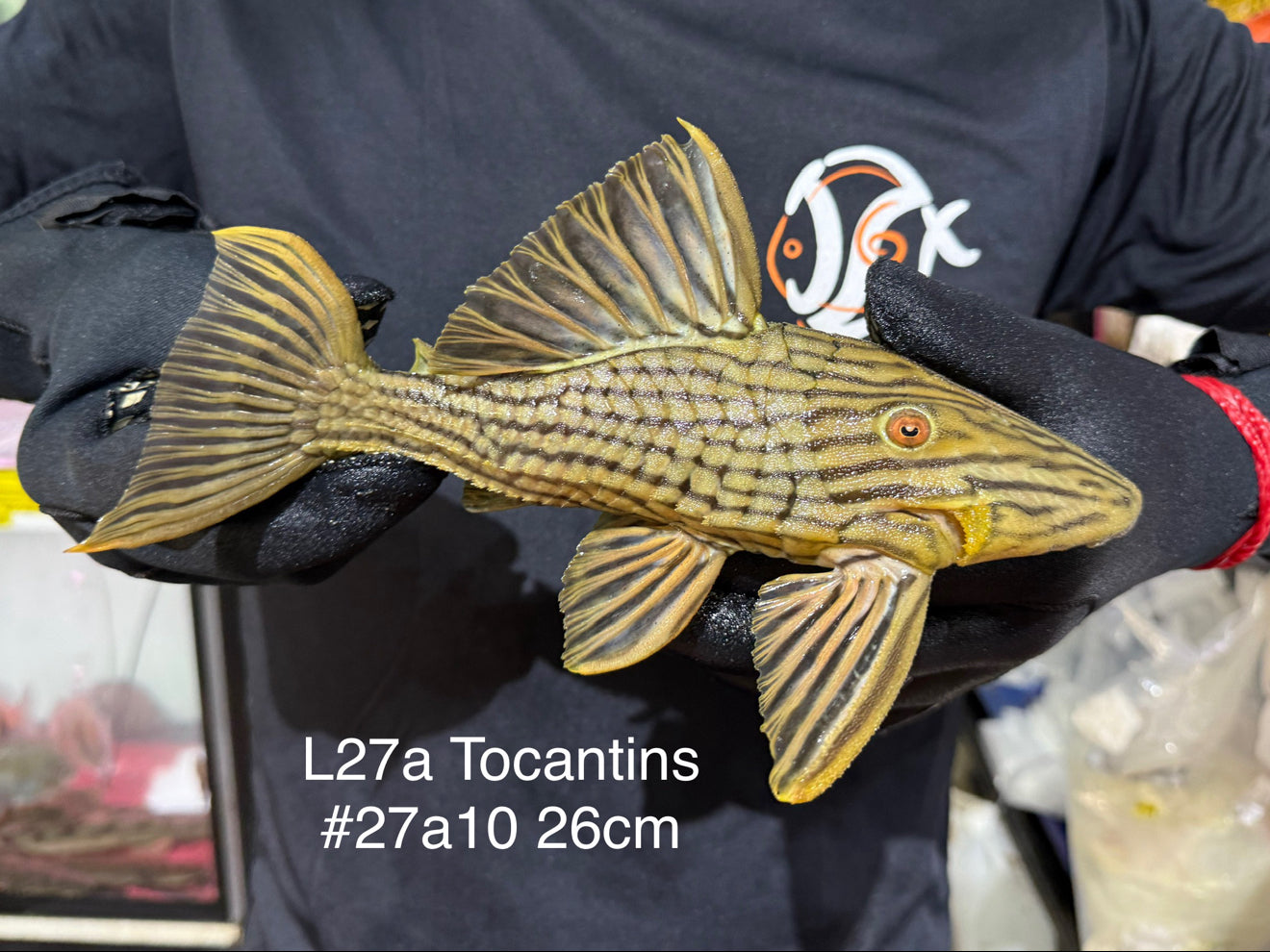 * Pleco *  Panaque armbrusteri (L27A Tocantins) 26cm #27a10 (Actual piece)