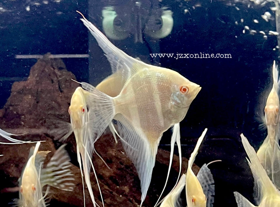 * Angelfish * Albino Dantum Angel 6-8cm