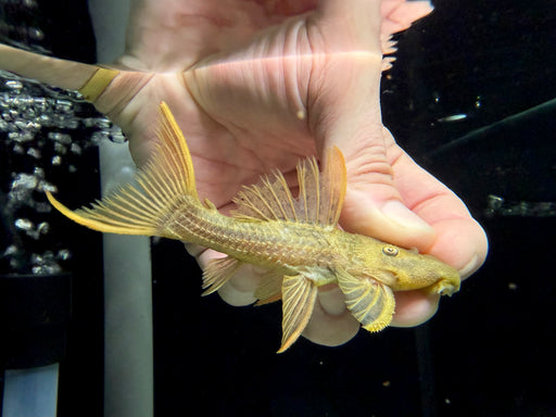 * Pleco *  Pseudacanthicus pitanga (L24 Tucurui) 10-12cm