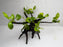 * Plants* Anubias Golden Nana Bonsai #65