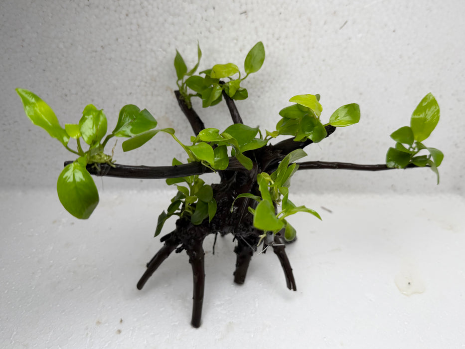 * Plants* Anubias Golden Nana Bonsai #65