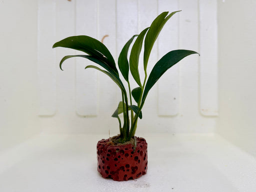 * Plants * Anubias Nana on Rock #46